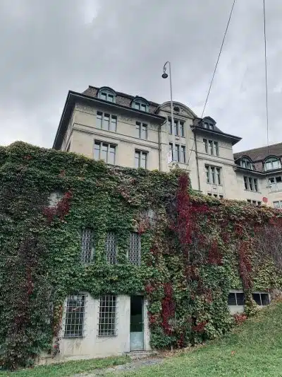 Vine Plants on a Gate of Concrete Building