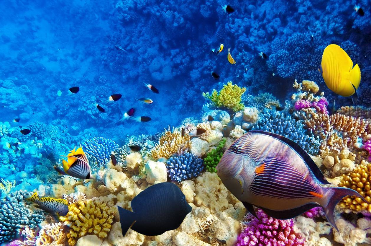 plongée sous-marine poisson récifs coralliens